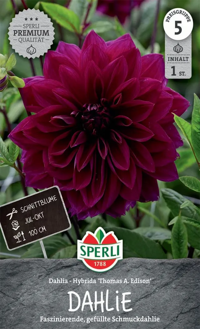 sperli-dahlie-thomas-a-edison-blumenzwiebeln-dunkelviolett-100-cm image 1