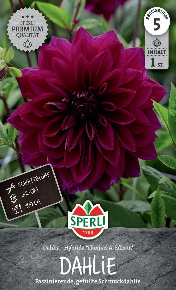 sperli-dahlie-thomas-a-edison-blumenzwiebeln-dunkelviolett-100-cm image 1