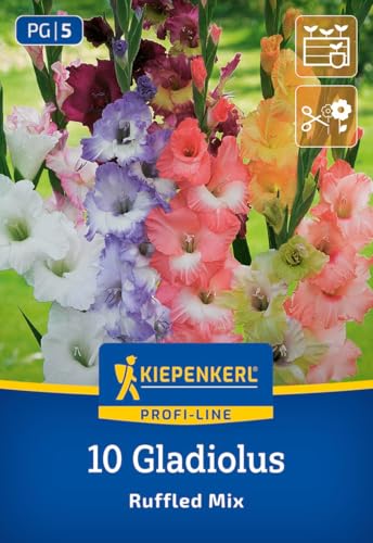 kiepenkerl-profi-line-gladiole-ruffeld-mix-blumenzwiebeln-120-cm image 7