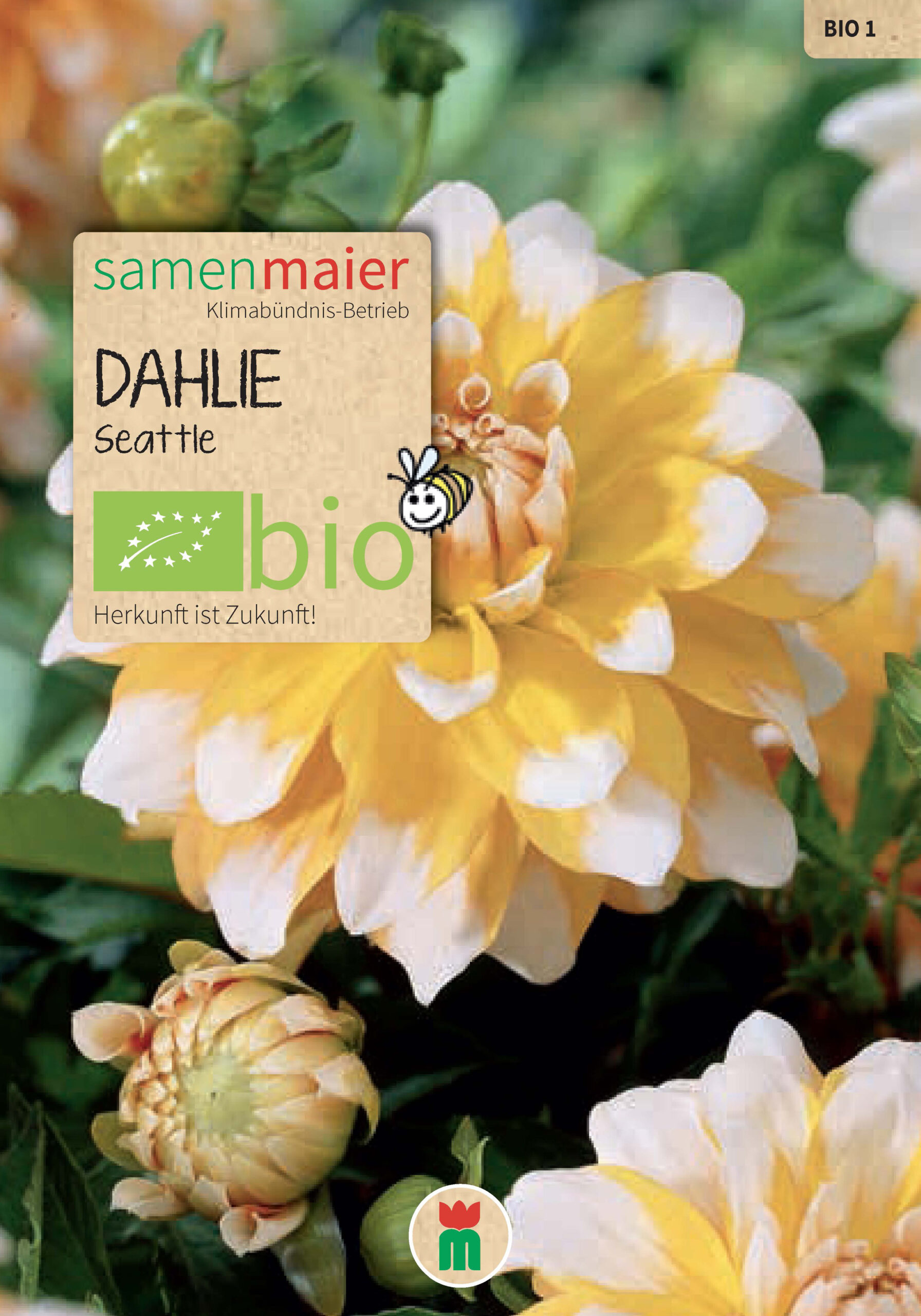 samen-maier-bio-dahlie-seattle-blumenzwiebeln image 1
