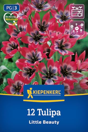 kiepenkerl-wildtulpe-little-beauty-blumenzwiebeln-rosa-mit-wei-violettem-herz image 8