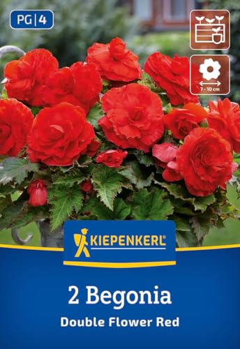 kiepenkerl-knollenbegonie-rot-3625000-gro-bl-tige-gef-llte-rote-begonienknolle image 7