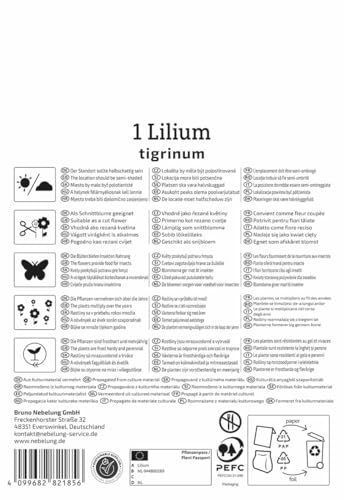 kiepenkerl-tigerlilie-lilium-tigrinum-blumenzwiebeln-rote-gartenlilie-gefleckt image 8