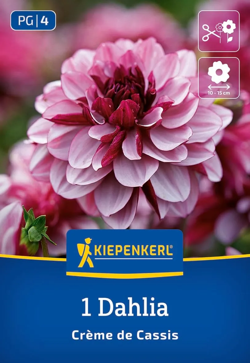 kiepenkerl-seerosen-dahlie-cr-me-de-cassis-blumenzwiebeln image 1