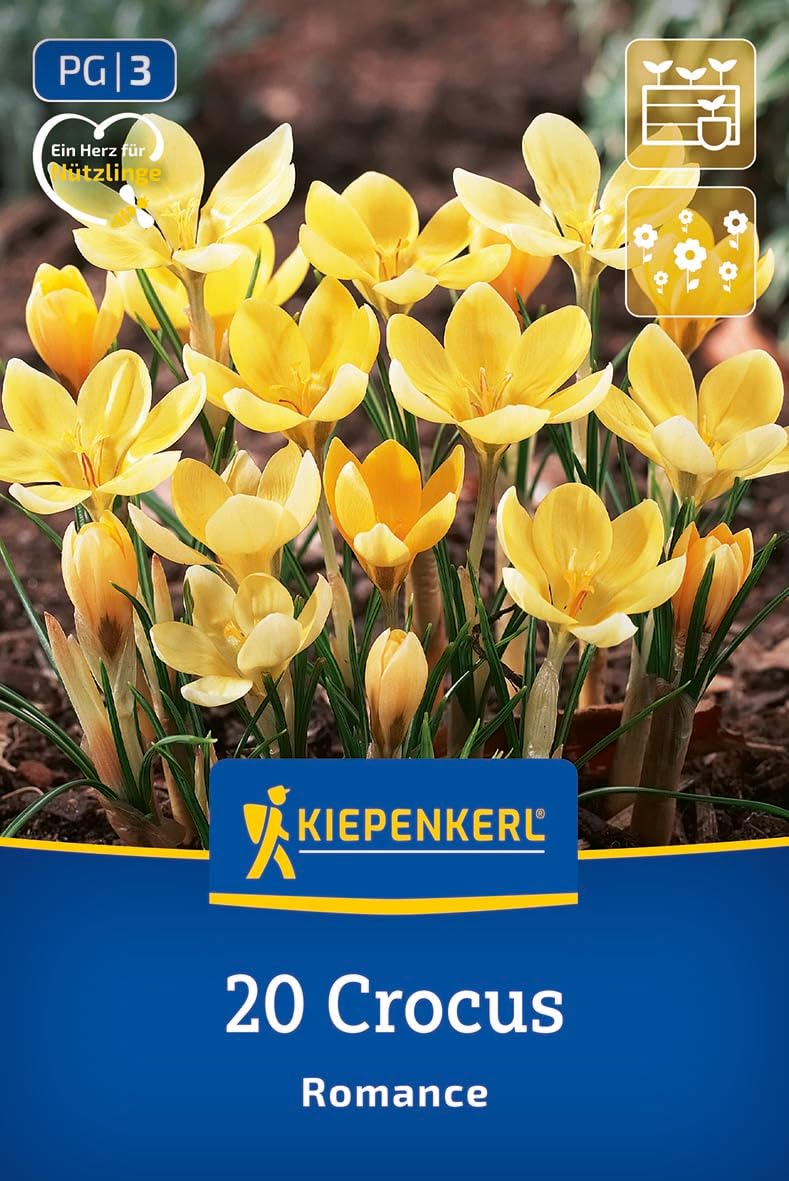 kiepenkerl-wildkrokus-romance-blumenzwiebeln-cremefarben-10-cm image 1