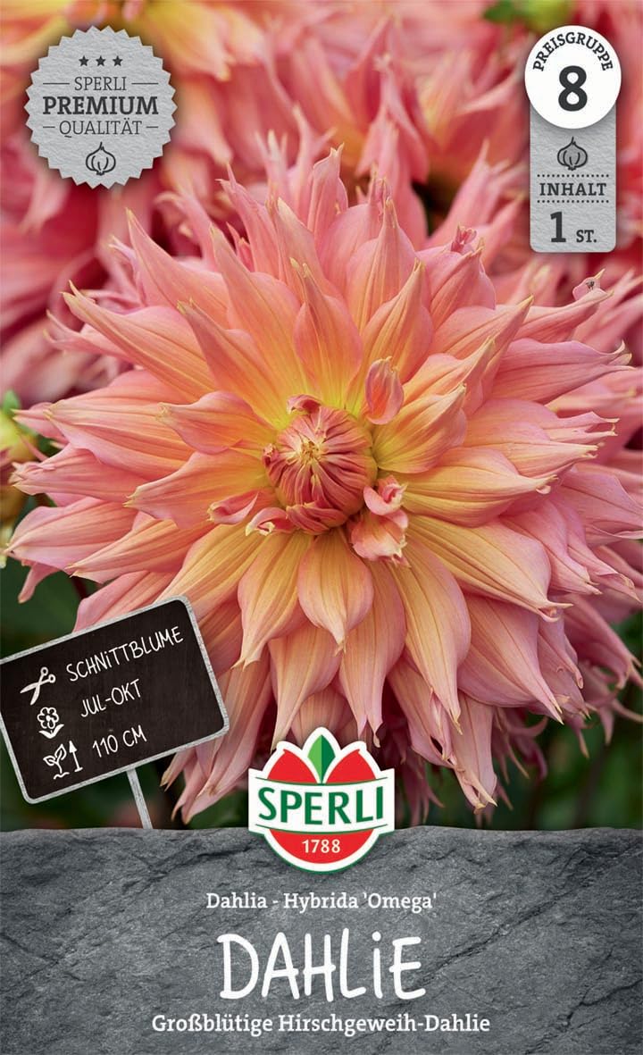 sperli-dahlie-omega-blumenzwiebeln-hirschgeweih-110-cm-1-pflanze image 1
