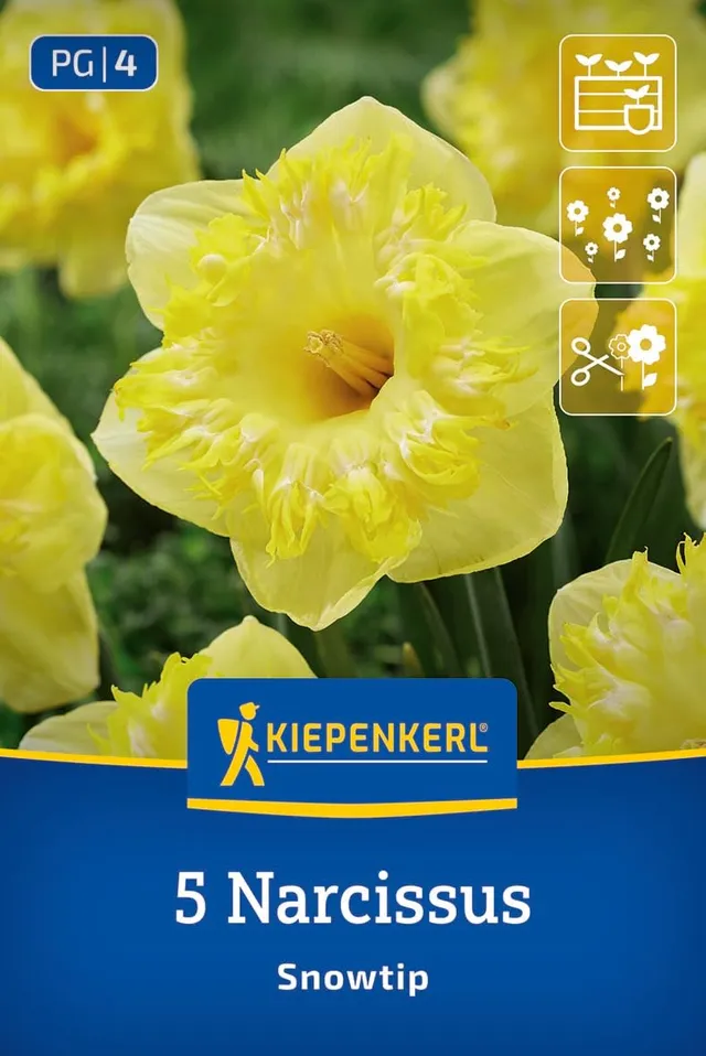 kiepenkerl-profi-line-gro-kronige-narzisse-snowtip-blumenzwiebeln-gelb-wei-dufte image 1
