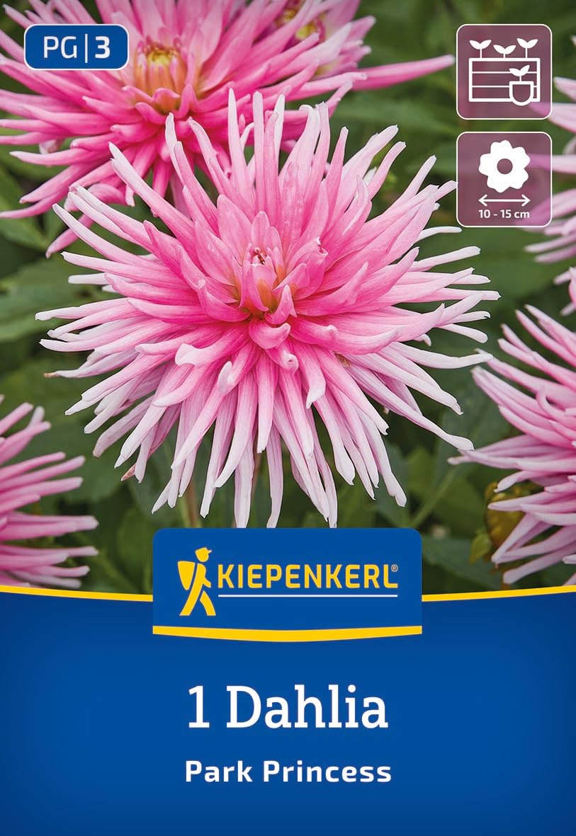 kiepenkerl-beet-k-bel-dahlie-park-princess-3000062-rosa-kaktusdahlie image 1
