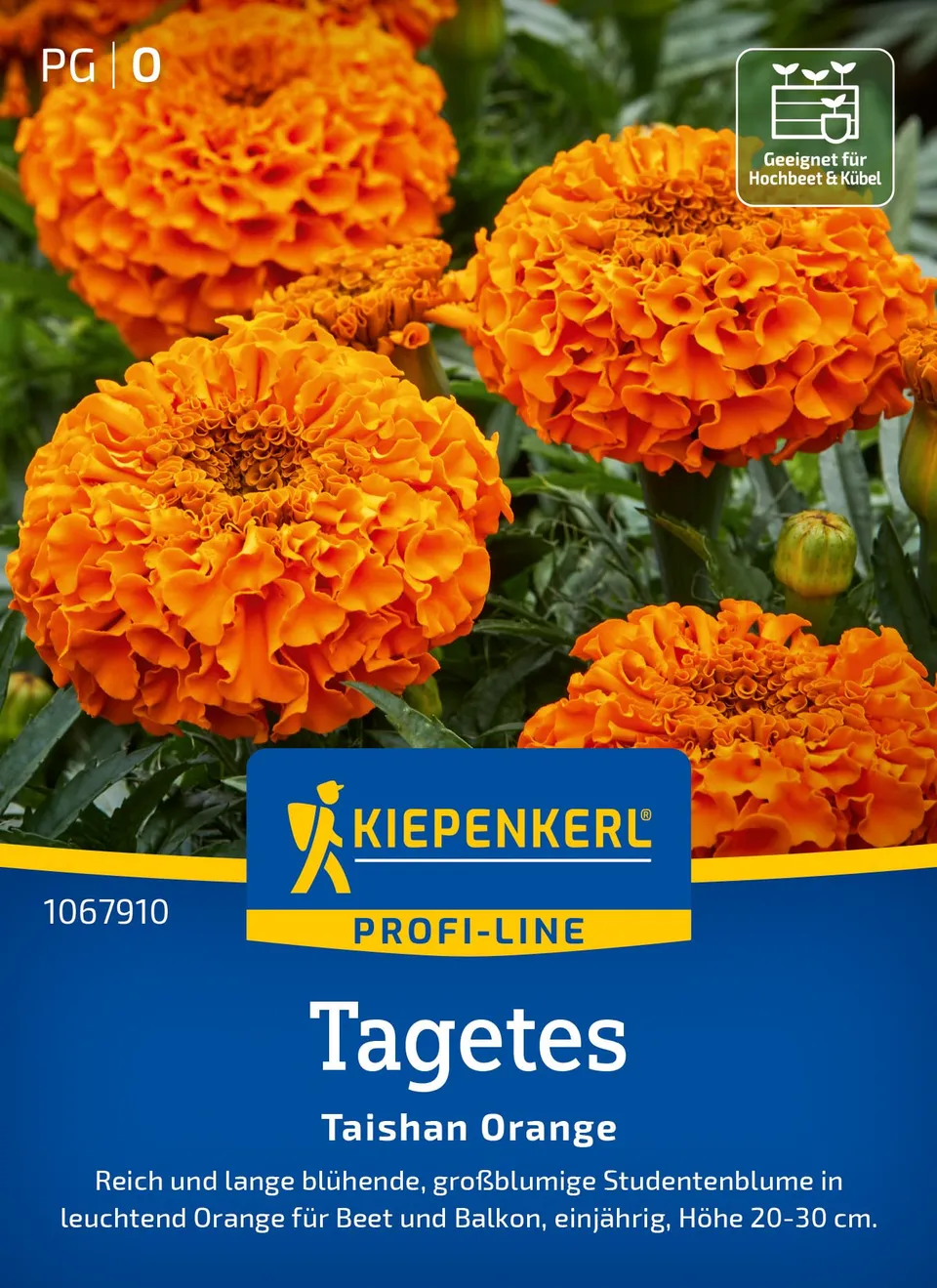kiepenkerl-profi-line-tagetessamen-taishan-orange-studentenblume-blumensaat image 1