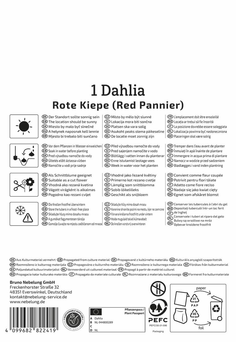 kiepenkerl-profi-line-dahlie-rote-kiepe-blumenzwiebeln-blutrot-80-cm image 2