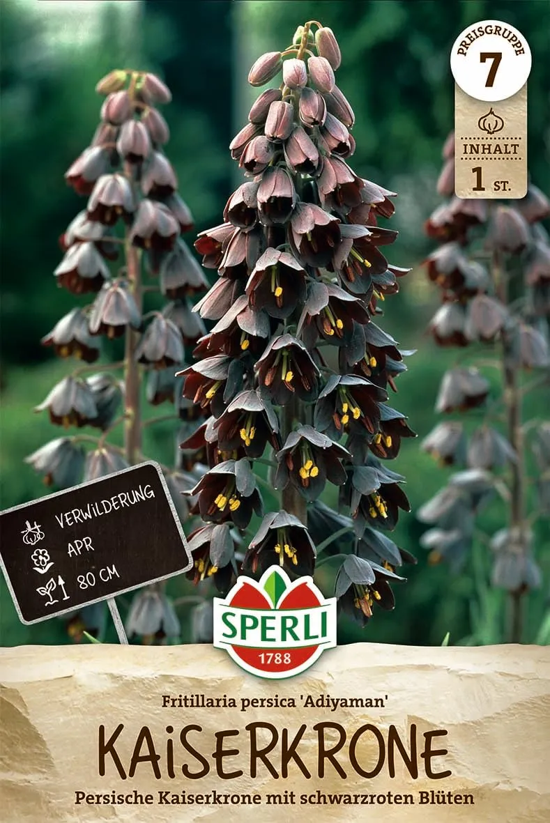 sperli-persische-kaiserkrone-adiyaman-459197-80-cm-violettschwarz image 1