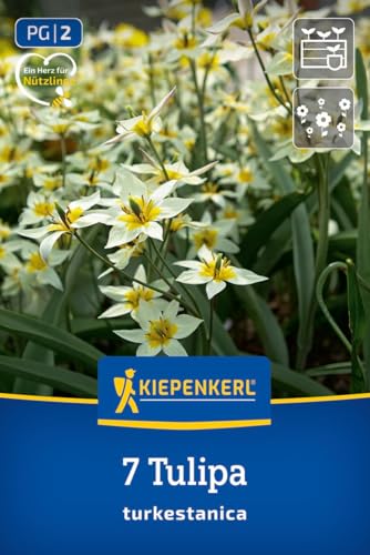 kiepenkerl-2000052-wildtulpe-tulipa-turkestanica-mehrbl-tige-wei-e-tulpe image 8