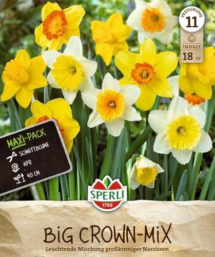 sperli-maxi-narzissen-gro-kronige-mischung-20-zwiebeln-wei-gelb-orange-40-cm-apr image 7