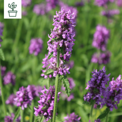 samen-maier-bio-dichtbl-tiger-ziest-betonica-officinalis-wildblumenstaude-im-top image 3