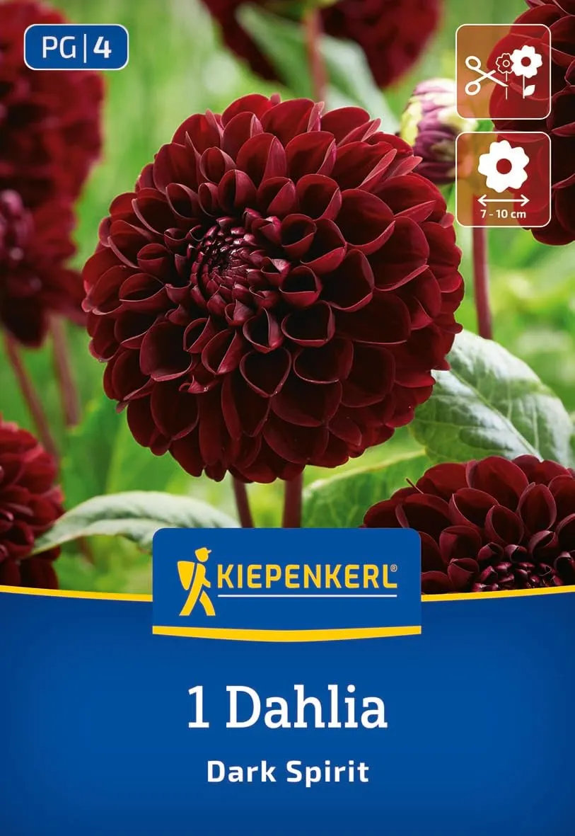 kiepenkerl-pompon-dahlie-dark-spirit-blumenzwiebeln-dunkelrot-10-cm-bl-te-80-cm- image 1