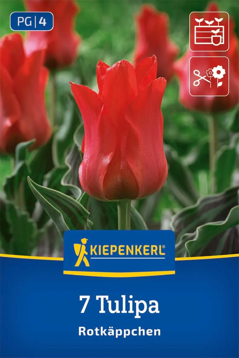 kiepenkerl-greigii-tulpe-rotk-ppchen-blumenzwiebeln-rot-f-r-k-bel-und-k-sten image 1