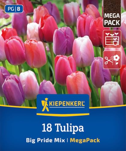 kiepenkerl-darwin-hybrid-tulpe-big-pride-mischung-2875010-mega-pack-60-cm image 3