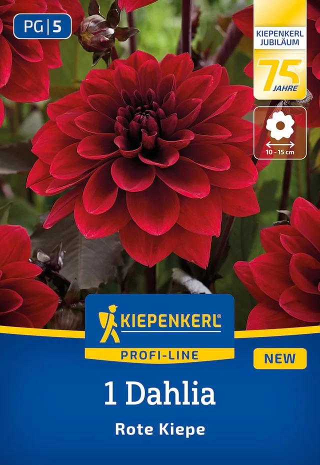 kiepenkerl-profi-line-dahlie-rote-kiepe-blumenzwiebeln-blutrot-80-cm image 1