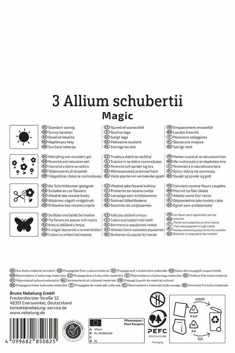 kiepenkerl-profi-line-zierlauch-magic-alliumzwiebeln image 2