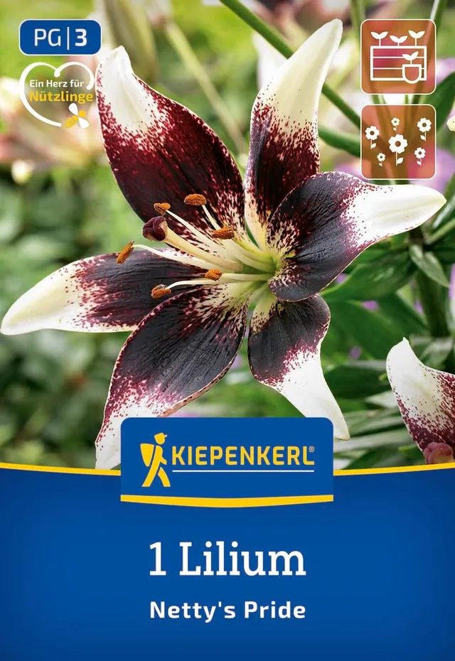 kiepenkerl-asiatische-lilie-netty-s-pride-blumenzwiebeln-zweifarbig-winterhart image 1