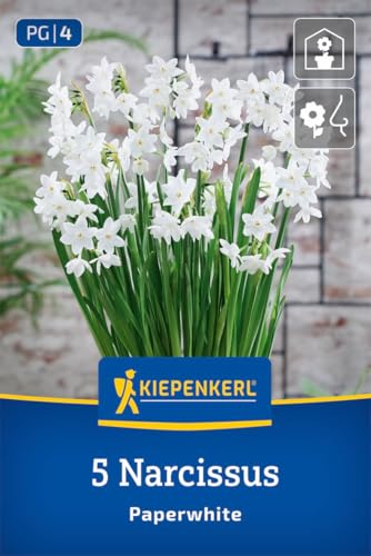kiepenkerl-zimmer-narzisse-paperwhite-blumenzwiebeln image 3
