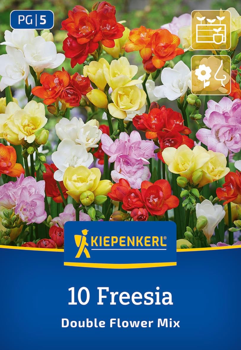 kiepenkerl-freesien-mischung-blumenzwiebeln-gef-llt-duftend-bunt image 1