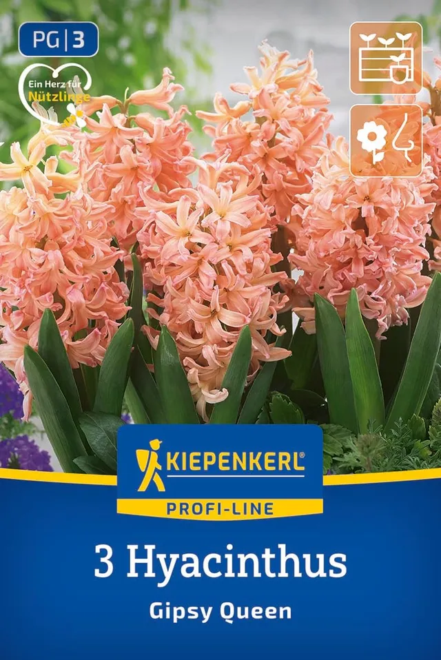 kiepenkerl-profi-line-hyazinthe-gipsy-queen-blumenzwiebeln-lachs-orange-25-cm image 1
