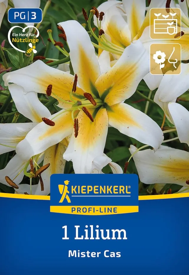 kiepenkerl-profi-line-baum-lilie-mister-cas-3500011-wei-e-duftende-lilie-bis-150 image 1