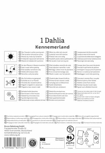 kiepenkerl-kaktus-dahlie-kennemerland-blumenzwiebeln-dahlienknollen-gelb image 8