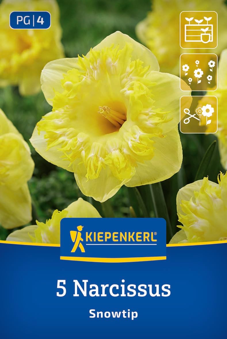 kiepenkerl-profi-line-gro-kronige-narzisse-snowtip-blumenzwiebeln-gelb-wei-dufte image 1