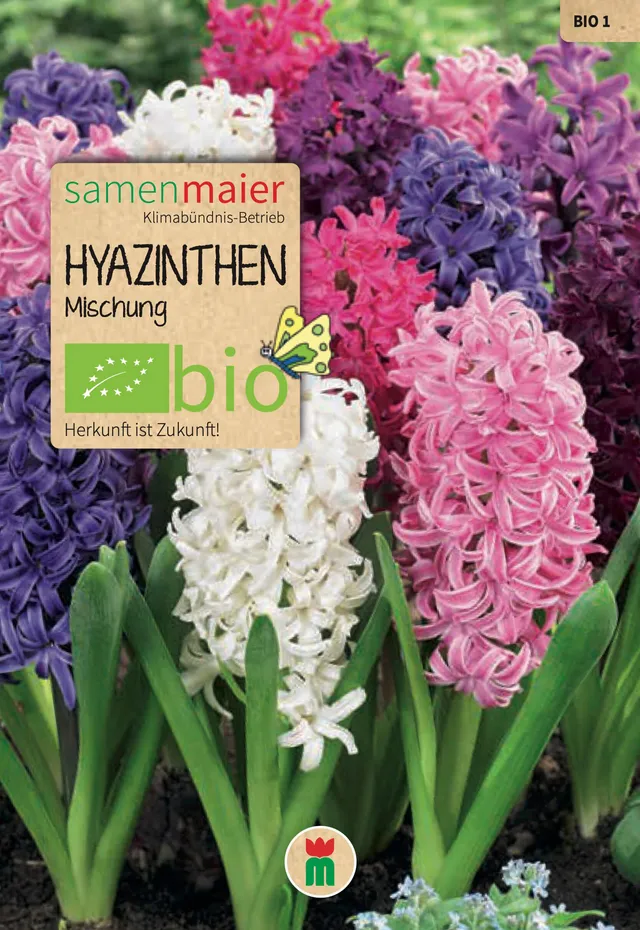 samen-maier-bio-hyazinthen-mischung-blumenzwiebeln image 1
