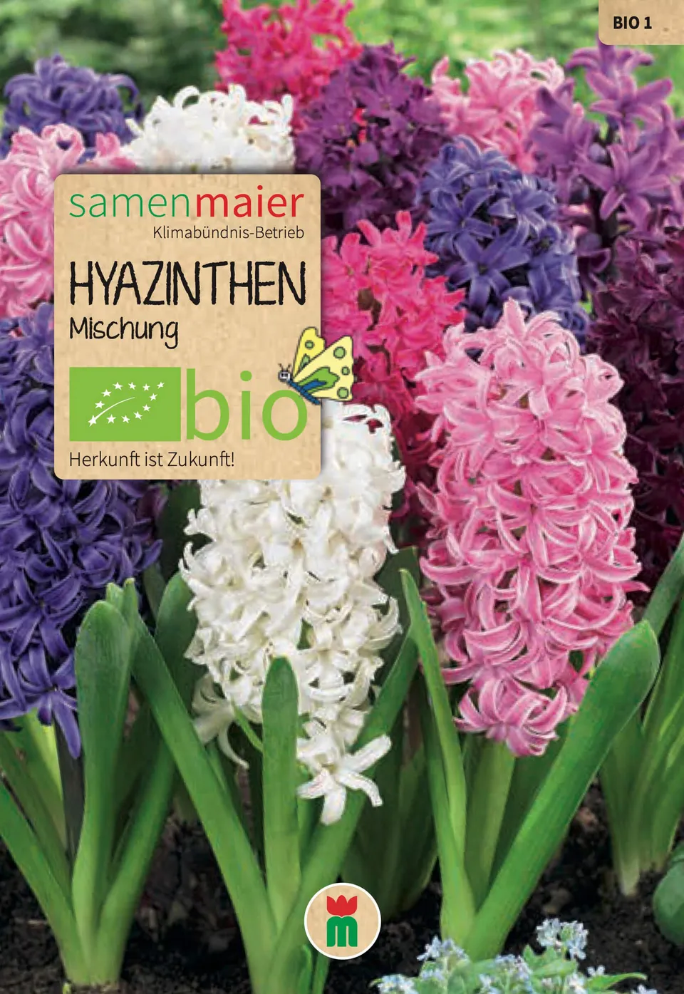 samen-maier-bio-hyazinthen-mischung-blumenzwiebeln image 1