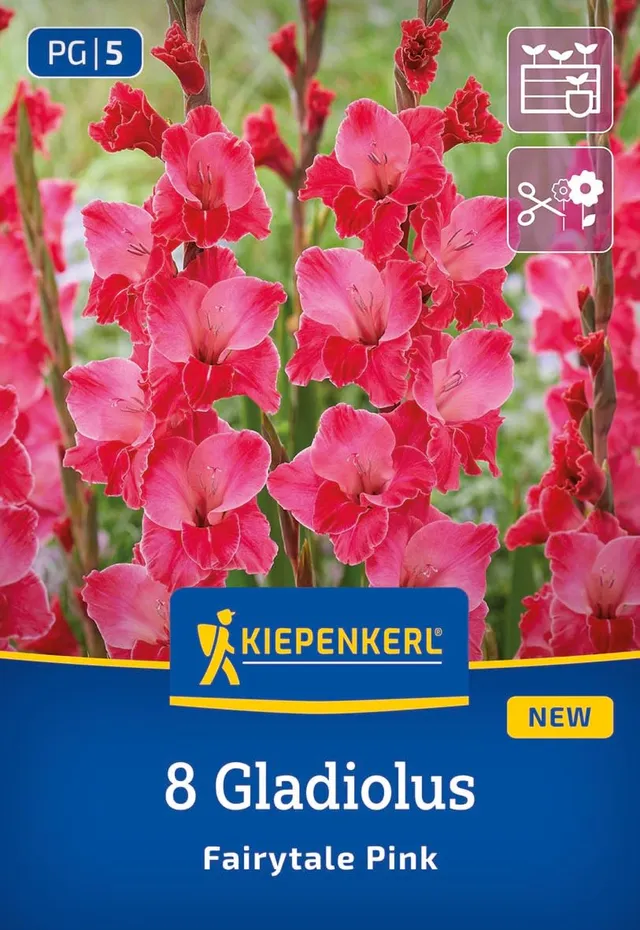 kiepenkerl-gladiole-fairytale-pink-blumenzwiebeln-120-cm-pink-schnittblume image 1