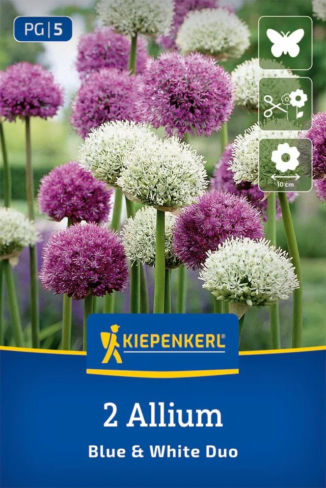 kiepenkerl-zierlauch-blue-white-duo-blumenzwiebeln-violett-wei-100-cm-winterhart image 1