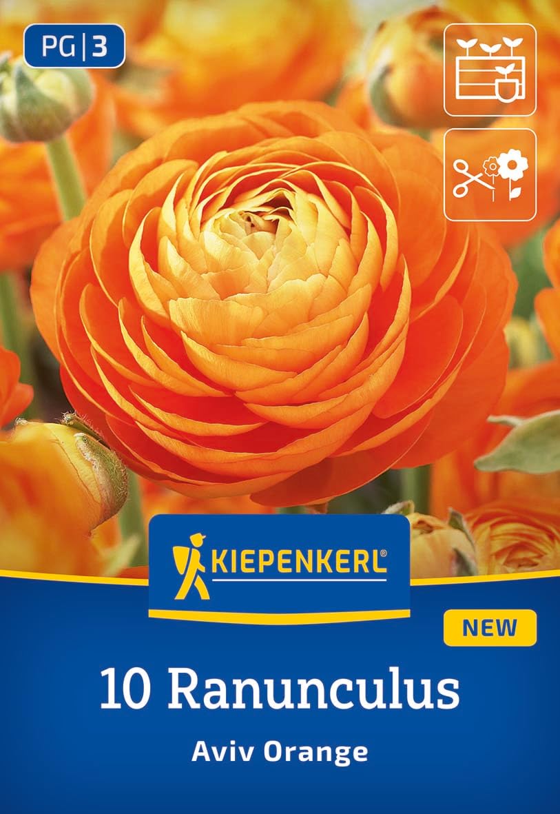 kiepenkerl-ranunkeln-aviv-orange-blumenzwiebeln image 1