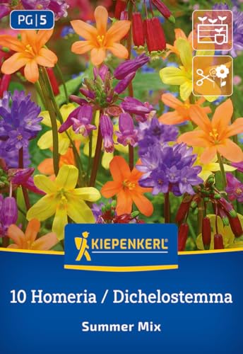 kiepenkerl-summer-mix-dichelostemma-homeria-blumenzwiebeln image 7