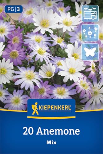 kiepenkerl-balkan-windr-schen-mischung-2775008-blumenzwiebeln-anemone-blanda-10- image 8