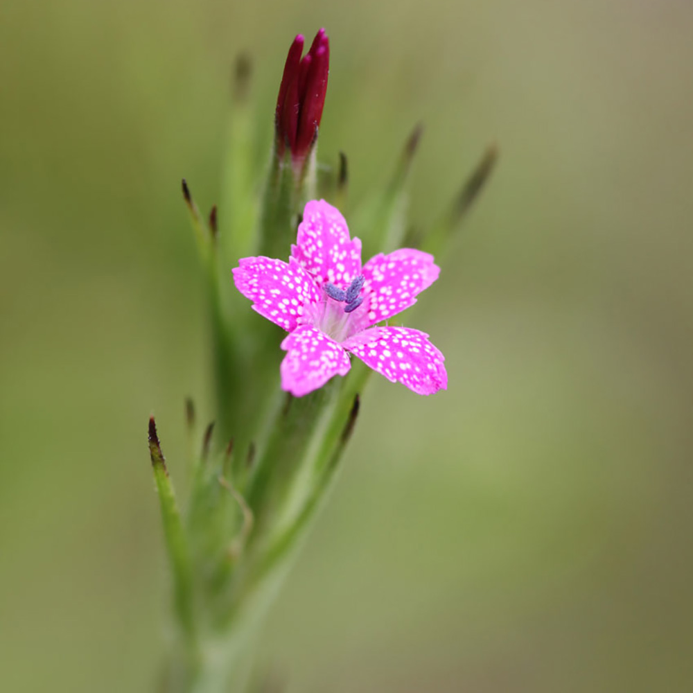 samen-maier-bio-b-schel-nelke-dianthus-armeria-im-topf image 1