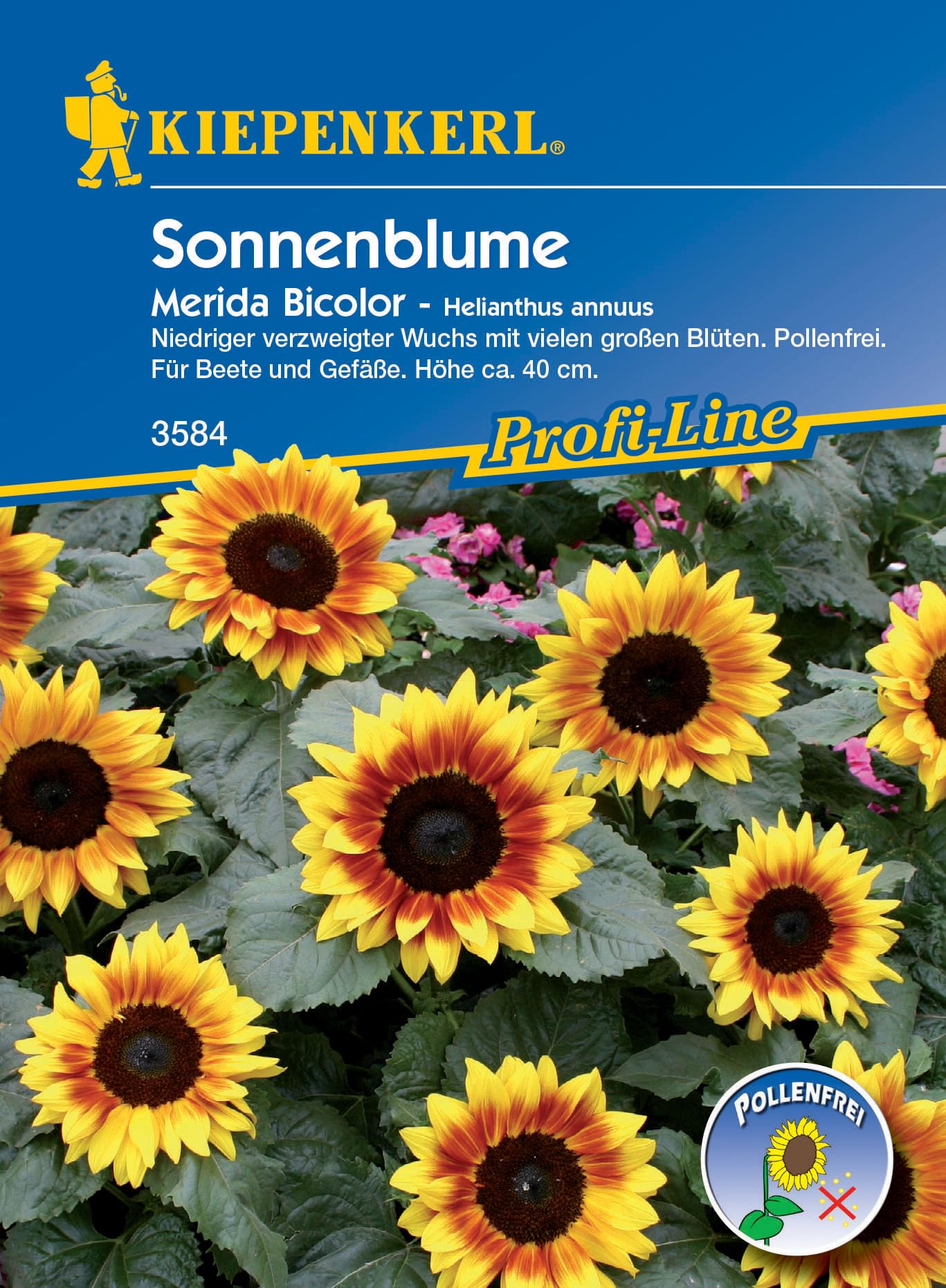 kiepenkerl-sommer-margeritensamen-bunte-wucherblumen-1015900-blumensaat image 6