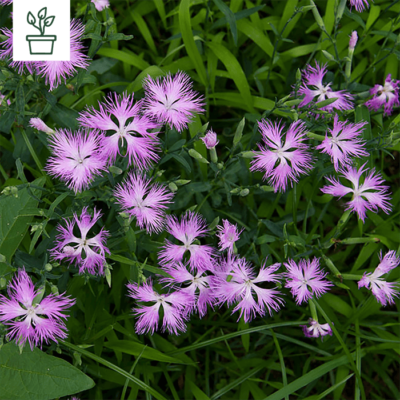 samen-maier-bio-pracht-nelke-dianthus-superbus-im-topf-wildblumen-pflanze image 2