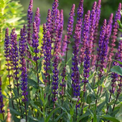 samen-maier-bio-steppen-salbei-salvia-nemorosa-im-topf image 7