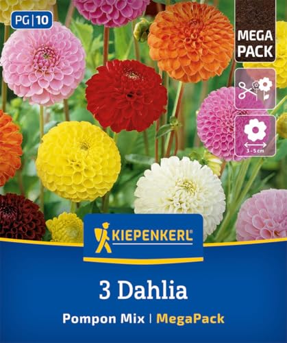 kiepenkerl-mega-pack-pompon-dahlien-mischung-blumenzwiebeln-bunt-90-cm image 7