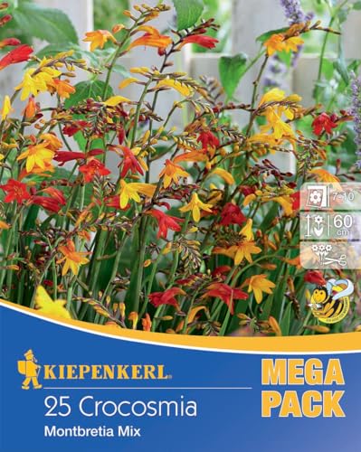 kiepenkerl-montbretien-mischung-blumenzwiebeln-rot-orange-60-cm-schnittblume image 3