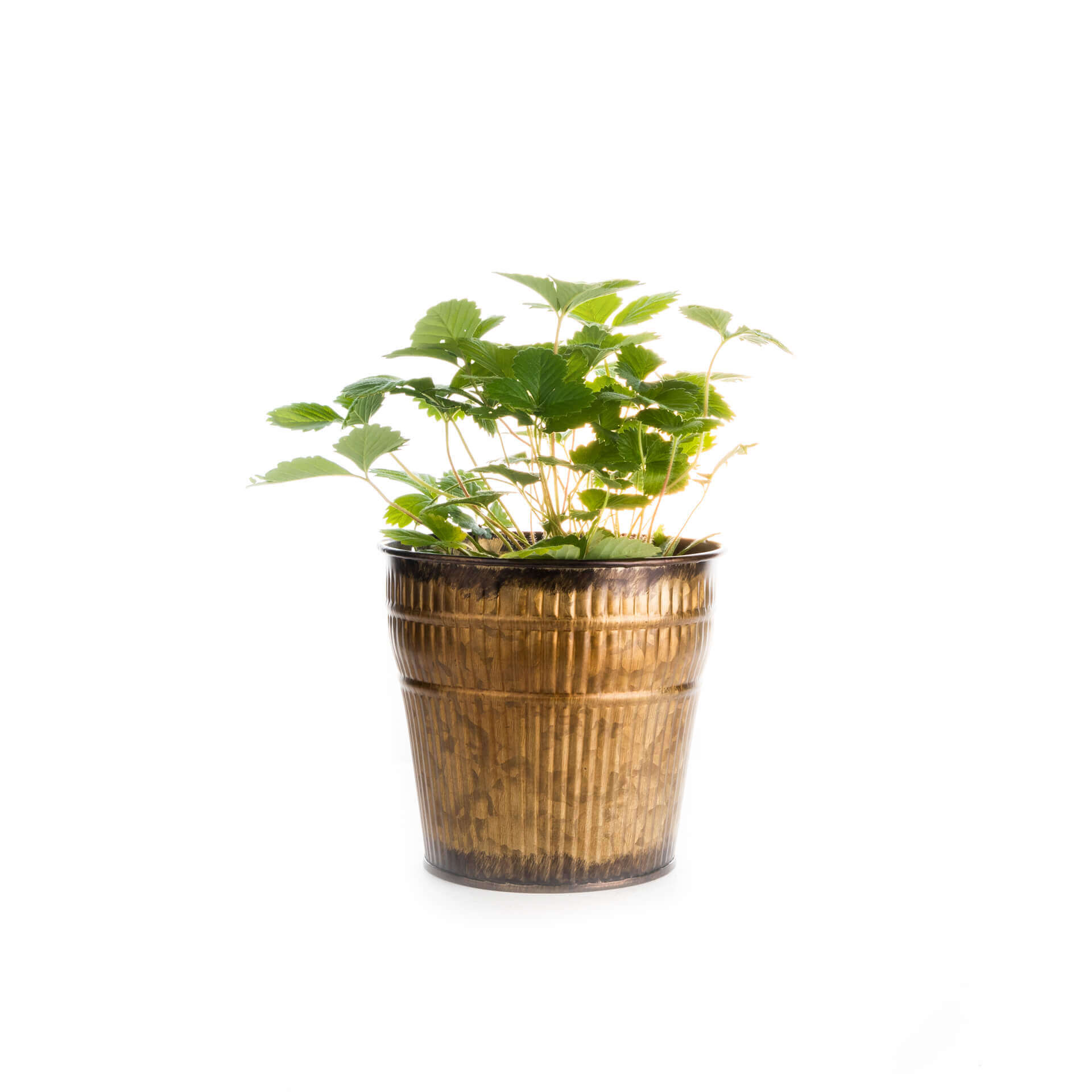 samen-maier-bio-erdbeere-verbesserte-r-gen-monatserdbeere image 2