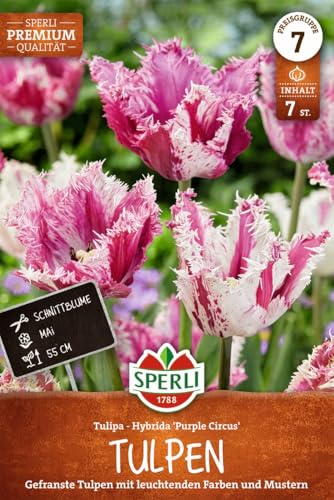 sperli-gefranste-tulpe-purple-circus-blumenzwiebeln-pink-wei-50-cm-mai-bl-te image 7