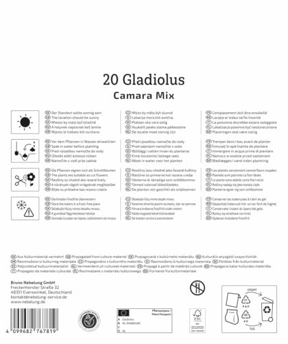 kiepenkerl-mega-pack-gladiolen-camara-mischung-gladiolenzwiebeln-mehrj-hrig image 8