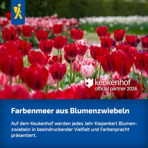 kiepenkerl-mehrbl-tige-tulpe-candy-club-cremewei-mit-roter-zeichnung-50-cm image 8