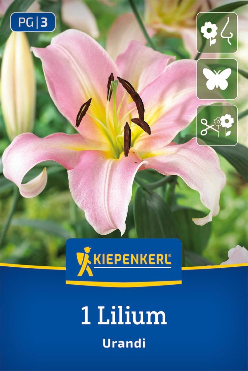 kiepenkerl-baumlilie-urandi-blumenzwiebeln-rosa-duftlilie-bis-2-4-m image 1