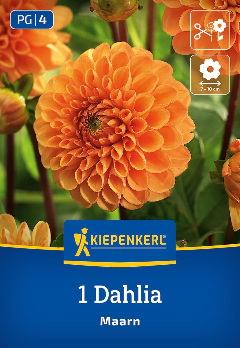 kiepenkerl-ball-dahlie-maarn-blumenzwiebeln image 1