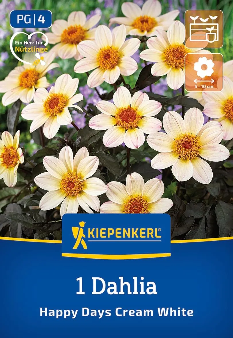 kiepenkerl-beetdahlie-happy-days-creamwhite-blumenzwiebeln-cremewei-40-cm image 1